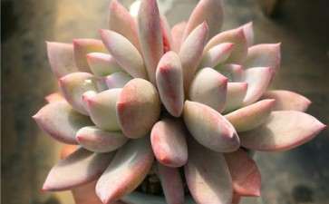 请问天津哪里有大型多肉大棚批发