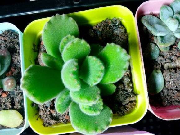 蚌埠哪里有多肉大棚