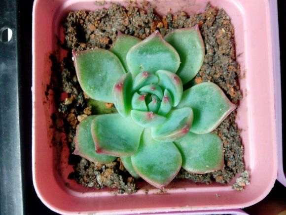 蚌埠哪里有多肉大棚