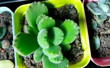 蚌埠哪里有多肉大棚吗 求告知地址