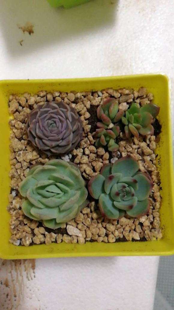 沭阳哪里的多肉大棚比较多