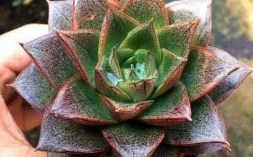 沭阳哪里的多肉大棚比较多 求地址