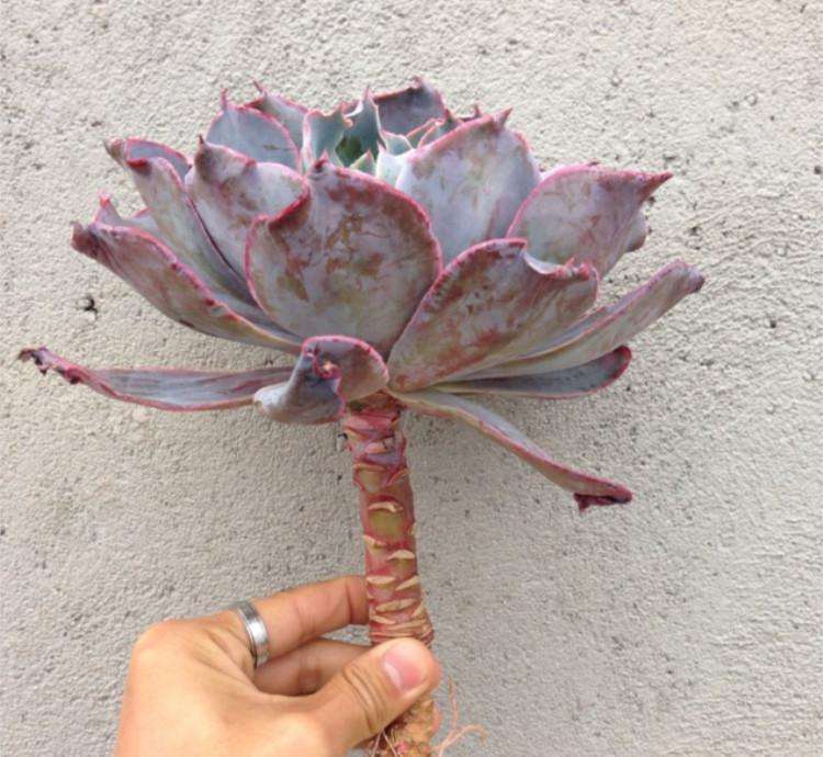 重庆哪里有多肉大棚 地址江白观音桥