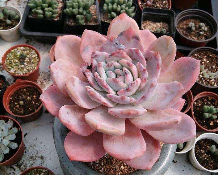 铜陵有没有多肉大棚 地址在哪里