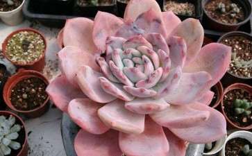 铜陵有没有多肉大棚 地址在哪里