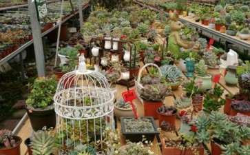 泸州多肉大棚在哪里 谁知道地址