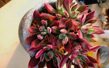 安徽淮南凤台大山多肉大棚