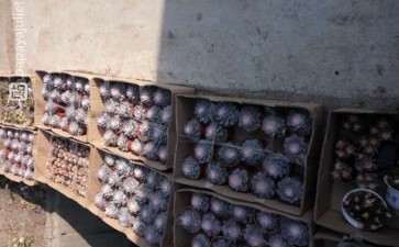 上海松江叶谢多肉大棚拍的 上图片