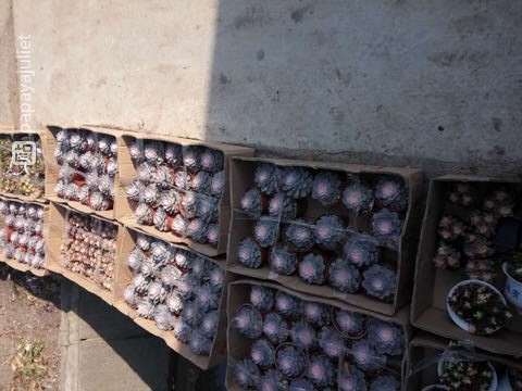 上海松江叶谢多肉大棚