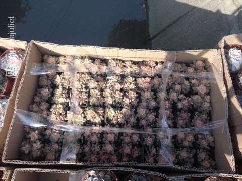 上海松江叶谢多肉大棚