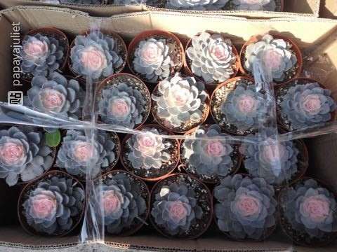 上海松江叶谢多肉大棚