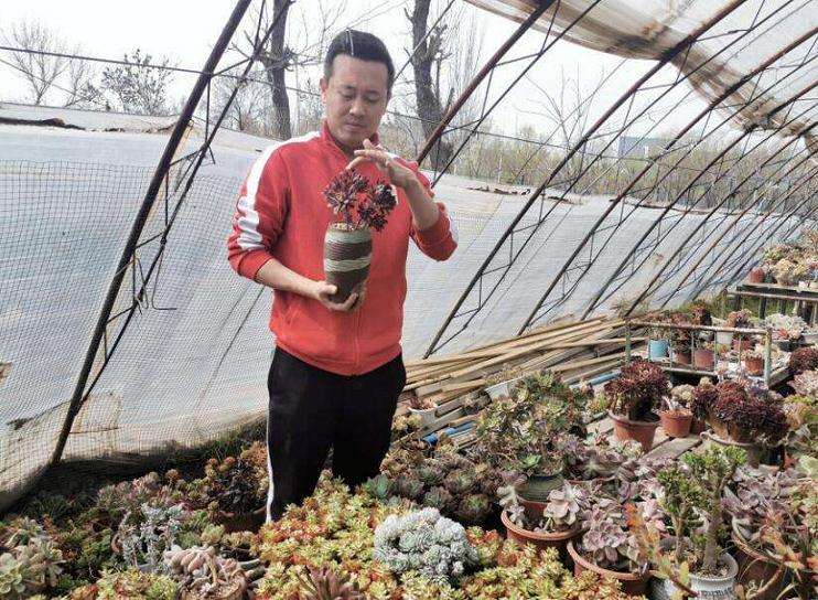 成都哪里有多肉大棚 求告知地址