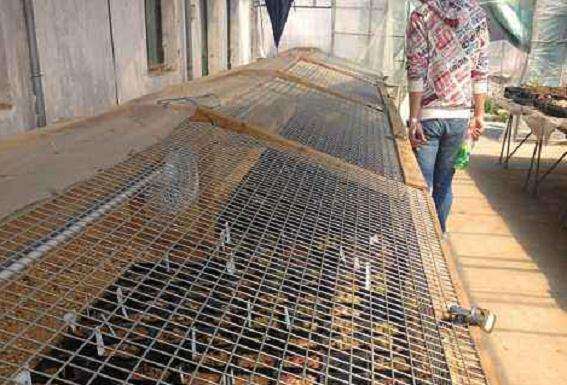 滁州哪里有多肉大棚 求地址买多肉