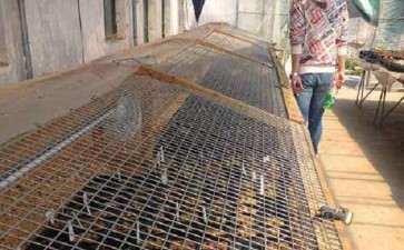 滁州哪里有多肉大棚 求地址买多肉