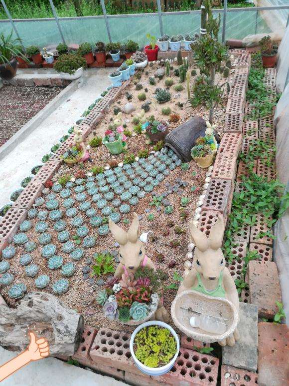 句容哪里有多肉大棚 地址在天王蔡巷