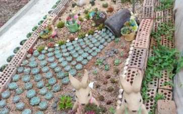 句容哪里有多肉大棚 地址在天王蔡巷