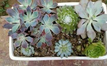 蚌埠哪里有多肉大棚 地址在花博园吗