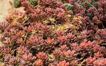 佛山多肉大棚地址在哪里 谁去过