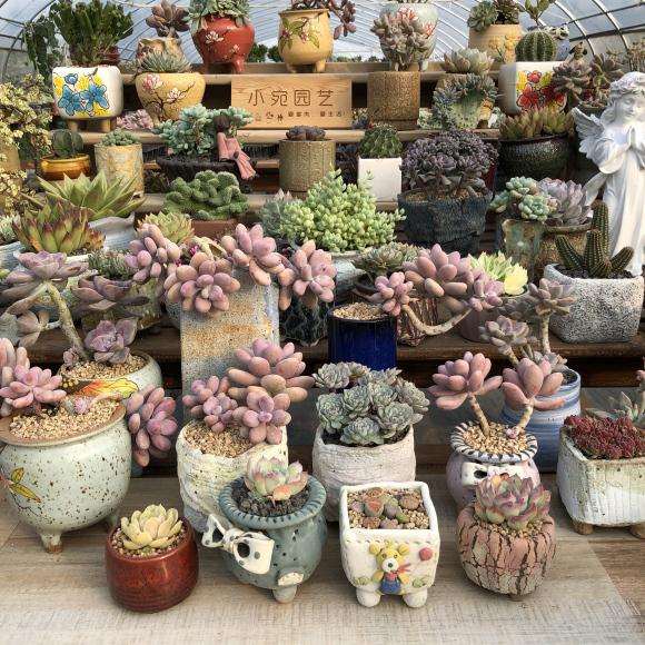 南阳周边有有多肉大棚吗 地址在哪里