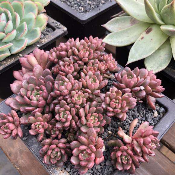 南阳周边有有多肉大棚吗 地址在哪里