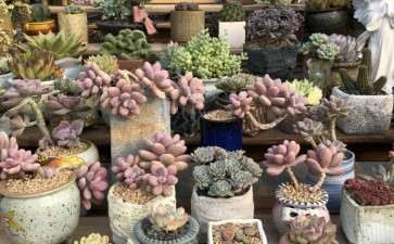 南阳周边有有多肉大棚吗 地址在哪里