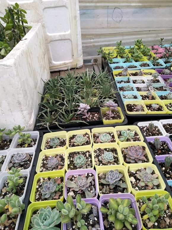 厦门现在哪里有多肉大棚 求店铺地址