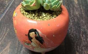 临淄哪里有卖多肉的大棚 求地址