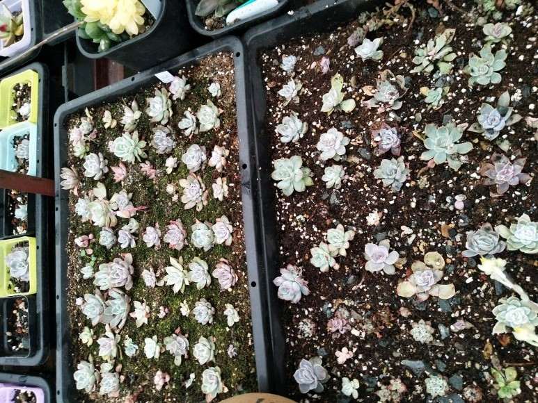 莱阳哪里有多肉大棚 求告知地址