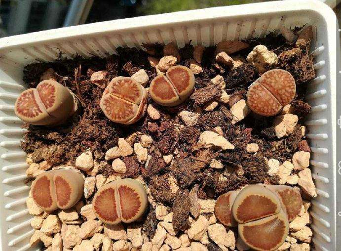 莱阳哪里有多肉大棚 求告知地址