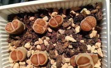 莱阳哪里有多肉大棚 求告知地址