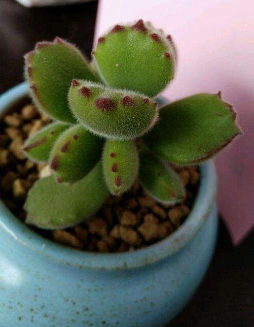 高唐哪里有多肉