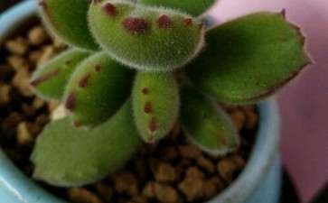 高唐哪里有多肉大棚 请留言地址