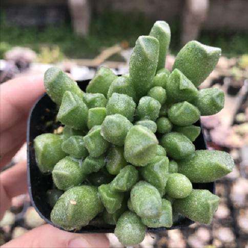 保定哪里有多肉