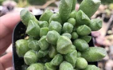 保定哪里有多肉大棚 谁知道地址