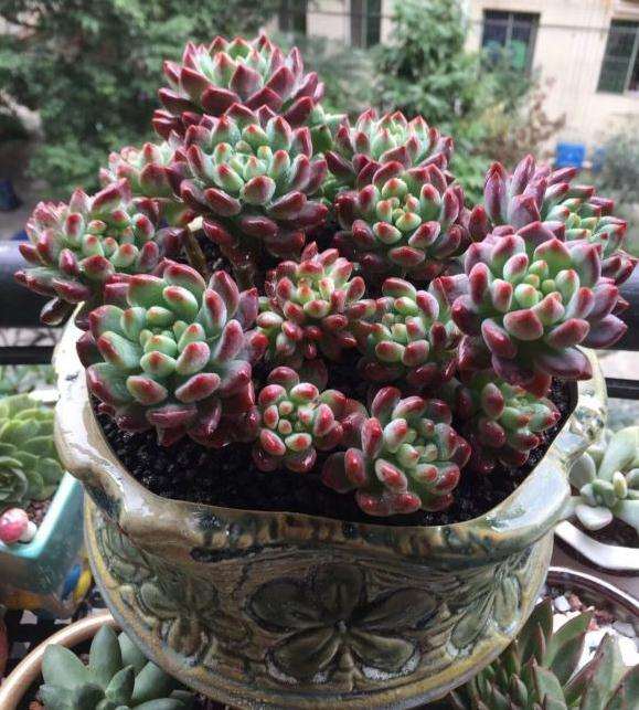 西昌哪里有卖多肉的基地大棚