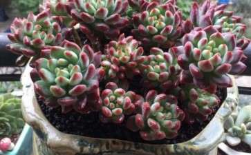 西昌哪里有卖多肉的基地大棚