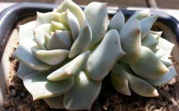 聊城哪里有养殖多肉的大棚 求地址