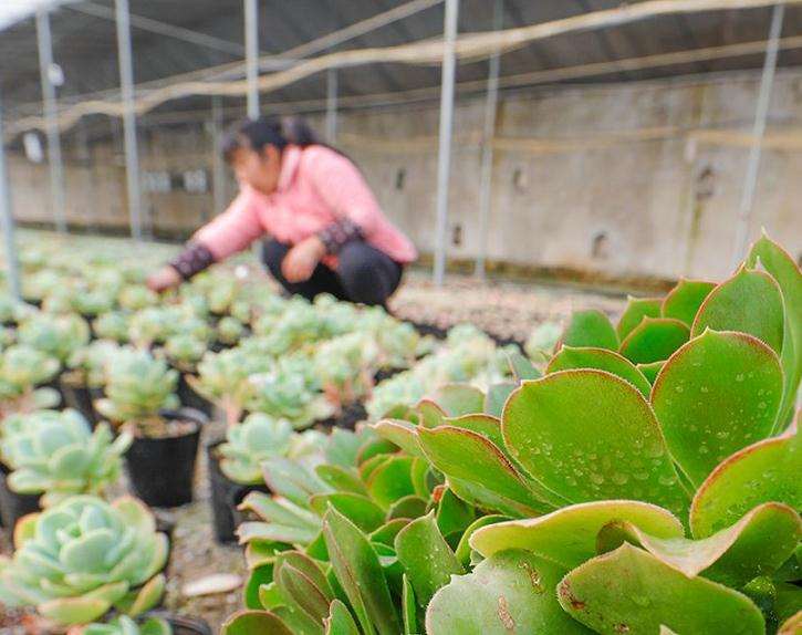 太仓那里有多肉大棚 地址怎么走