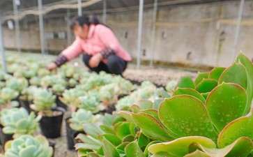 太仓那里有多肉大棚 地址怎么走