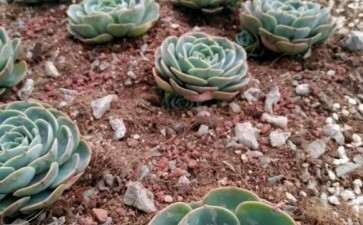 扬州宝应有卖多肉的大棚吗 地址在哪里