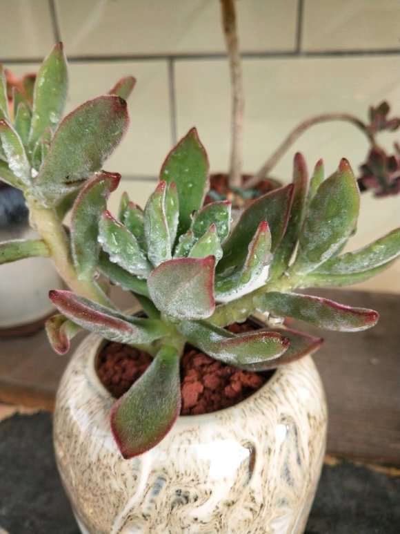 商河有没有多肉大棚 求告知地址