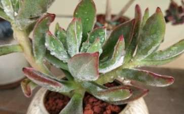 商河有没有多肉大棚 求告知地址