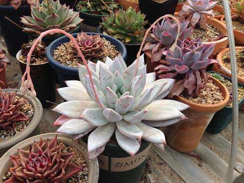 淄博有哪些多肉大棚 把地址告诉我