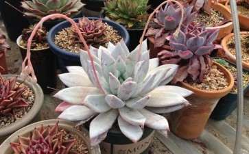 淄博有哪些多肉大棚 把地址告诉我