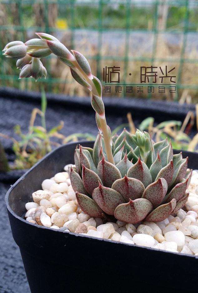 合肥有没有多肉