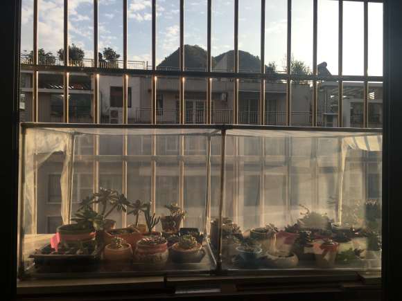 家庭如何自制多肉大棚过冬