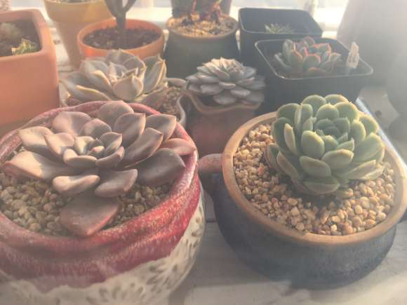 家庭如何自制多肉大棚过冬