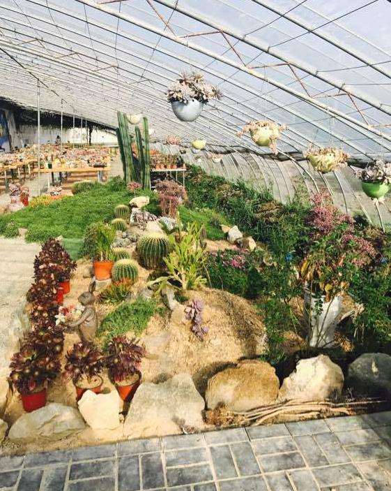 连云港哪里有多肉养殖大棚