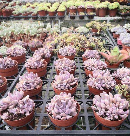 驻马店哪有多肉大棚吗 地址在哪里