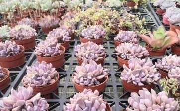 驻马店哪有多肉大棚吗 地址在哪里